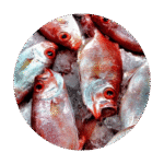 Vietnam Fish